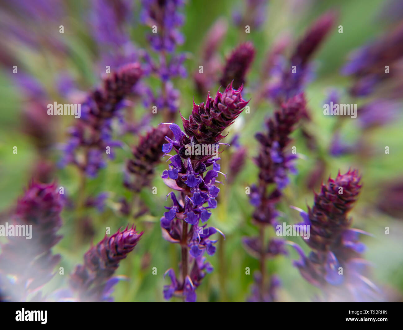 purple flowers in a field Stock Photo - Alamy