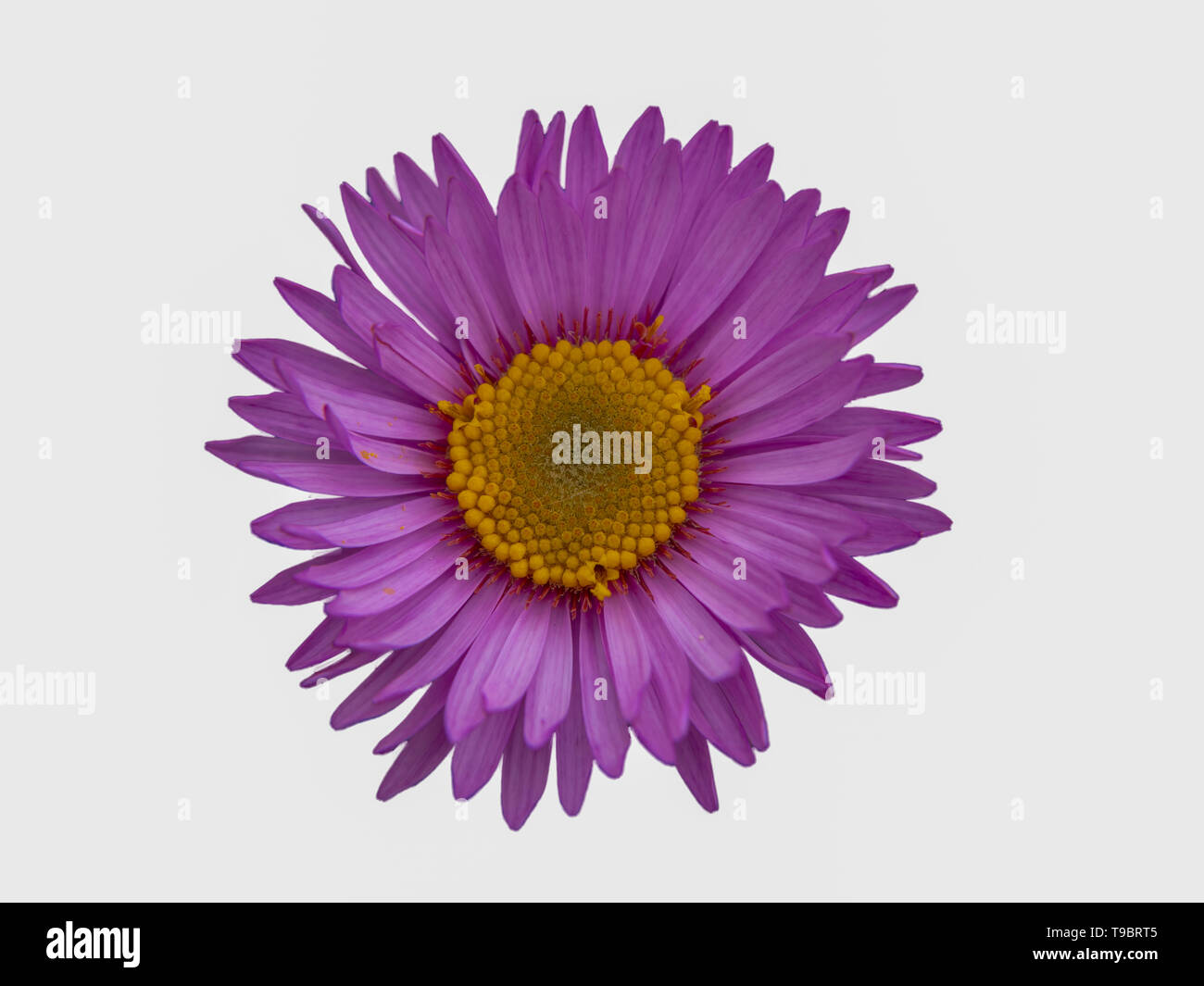 pink daisy flower isolated on white background Stock Photo - Alamy