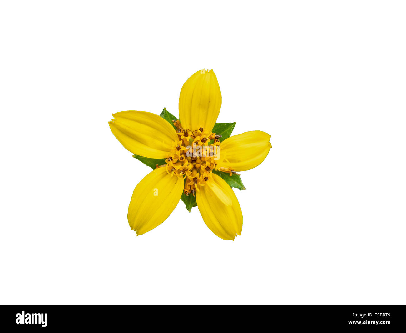 yellow flower isolated on white background Stock Photo - Alamy