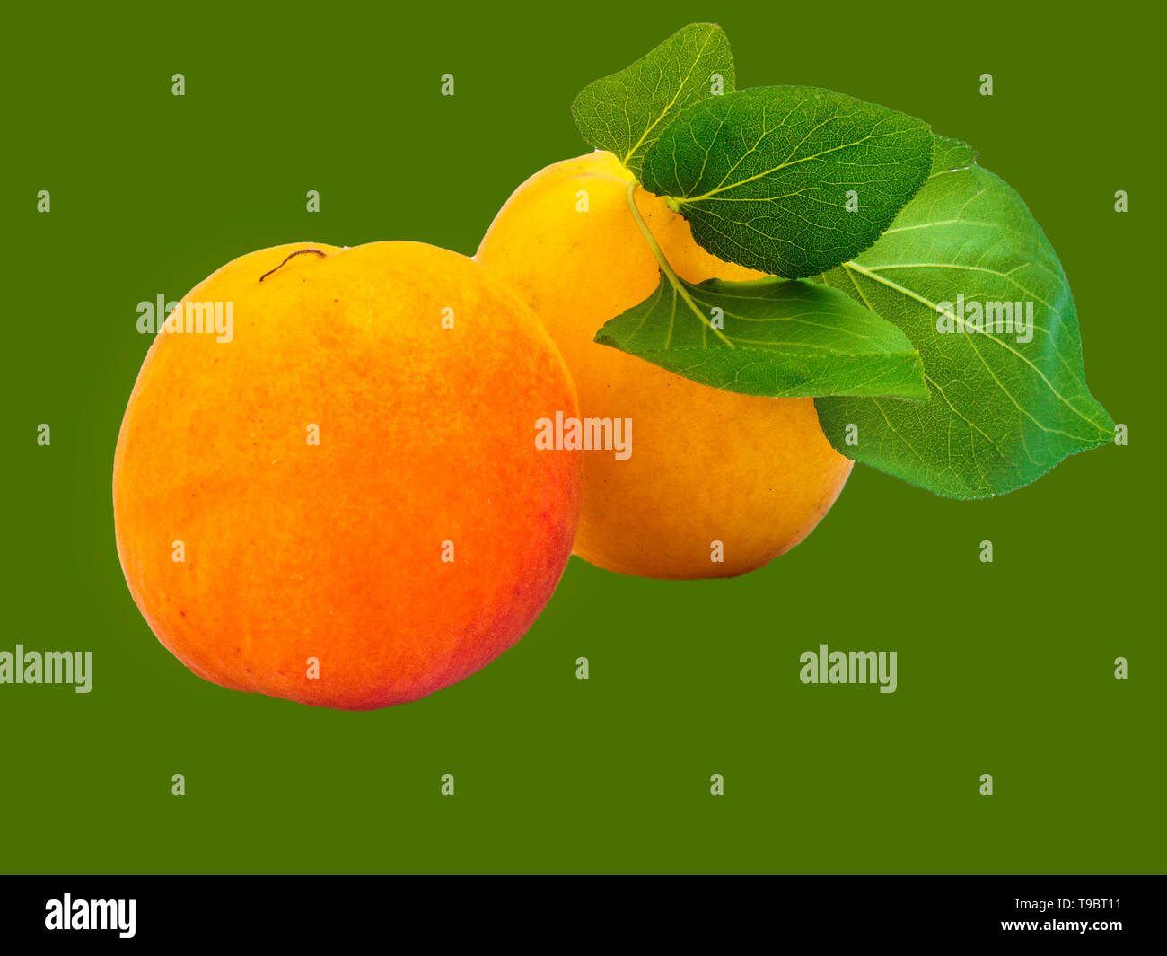 two apricots isolated on green Stock Photo