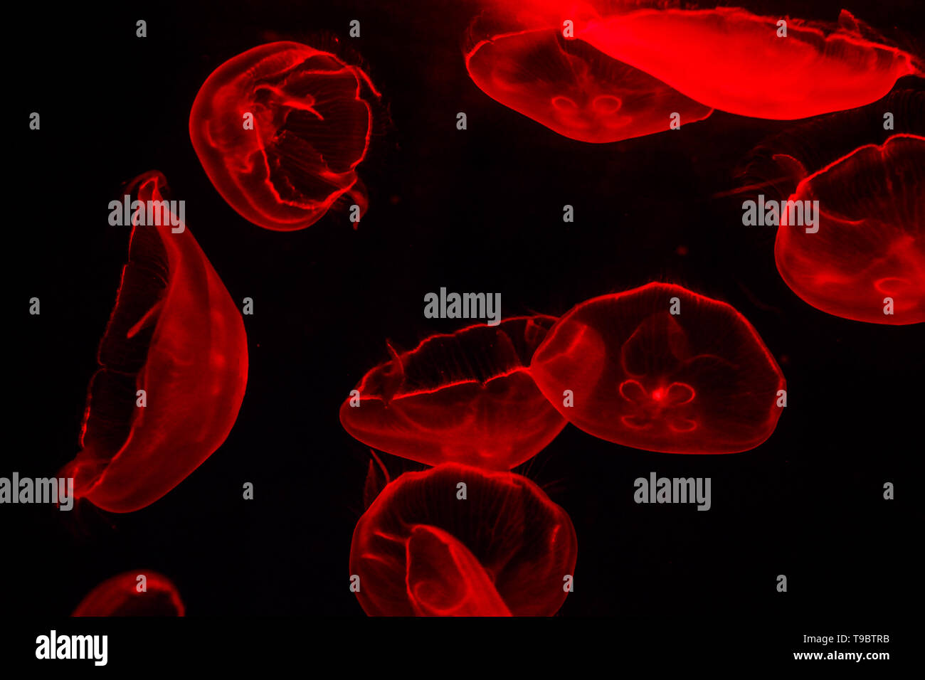 Glowing jellyfish close-up in the Dubai aquarium closeup. Stock Photo