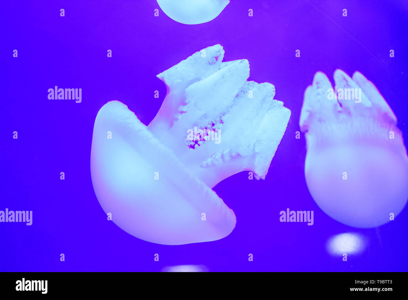 Glowing jellyfish close-up in the Dubai aquarium closeup Stock Photo