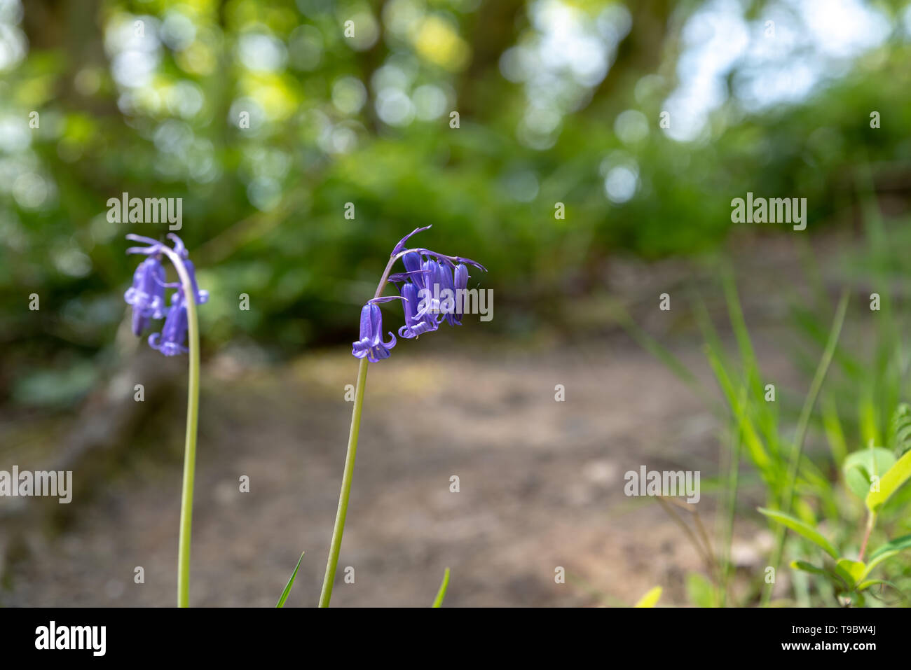 Brightly colored sunlit purple bluebell flowers against a natural green woodland background, using a shallow depth of field. Stock Photo