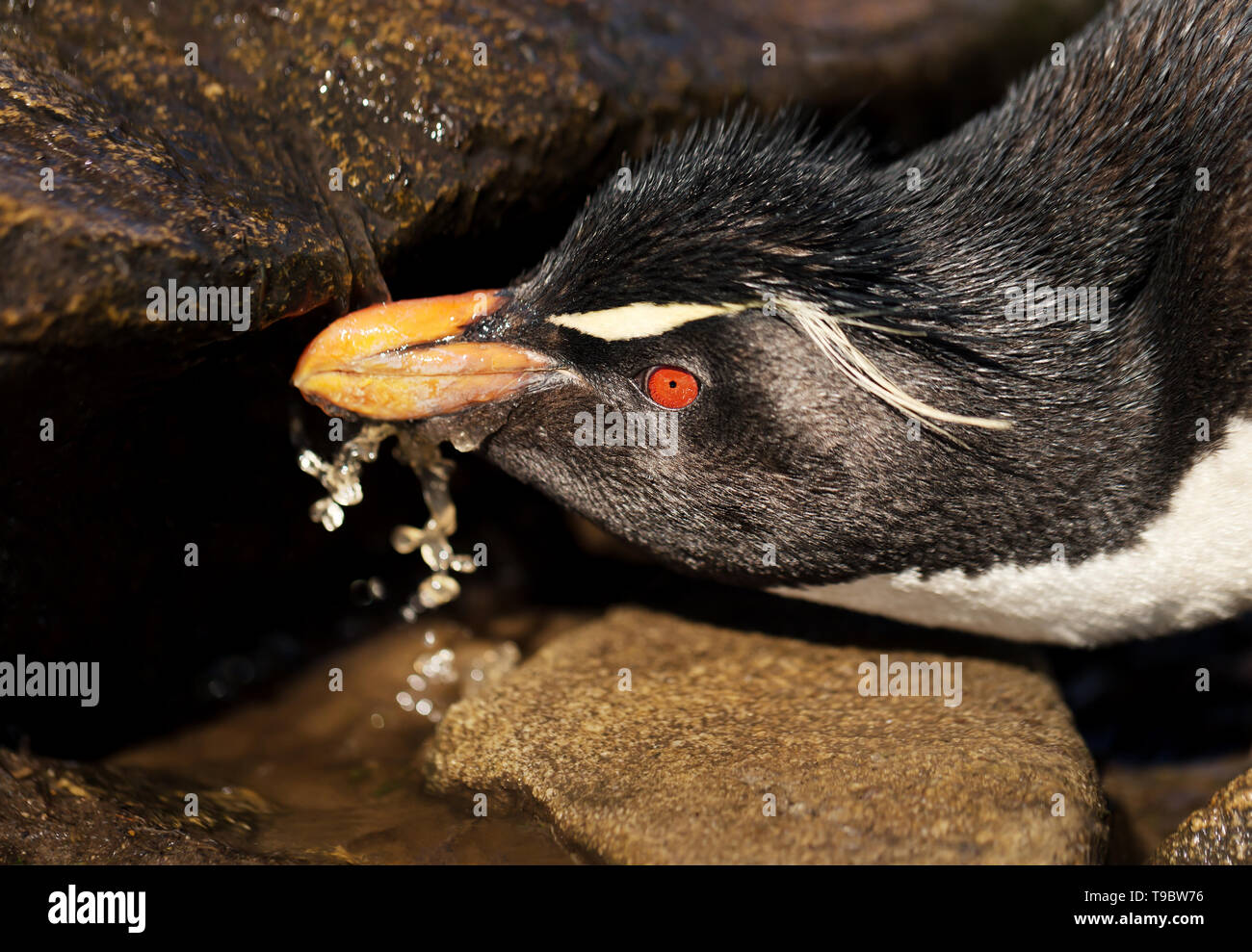 Penguin drinking drink thirsty hi-res stock photography and images - Alamy