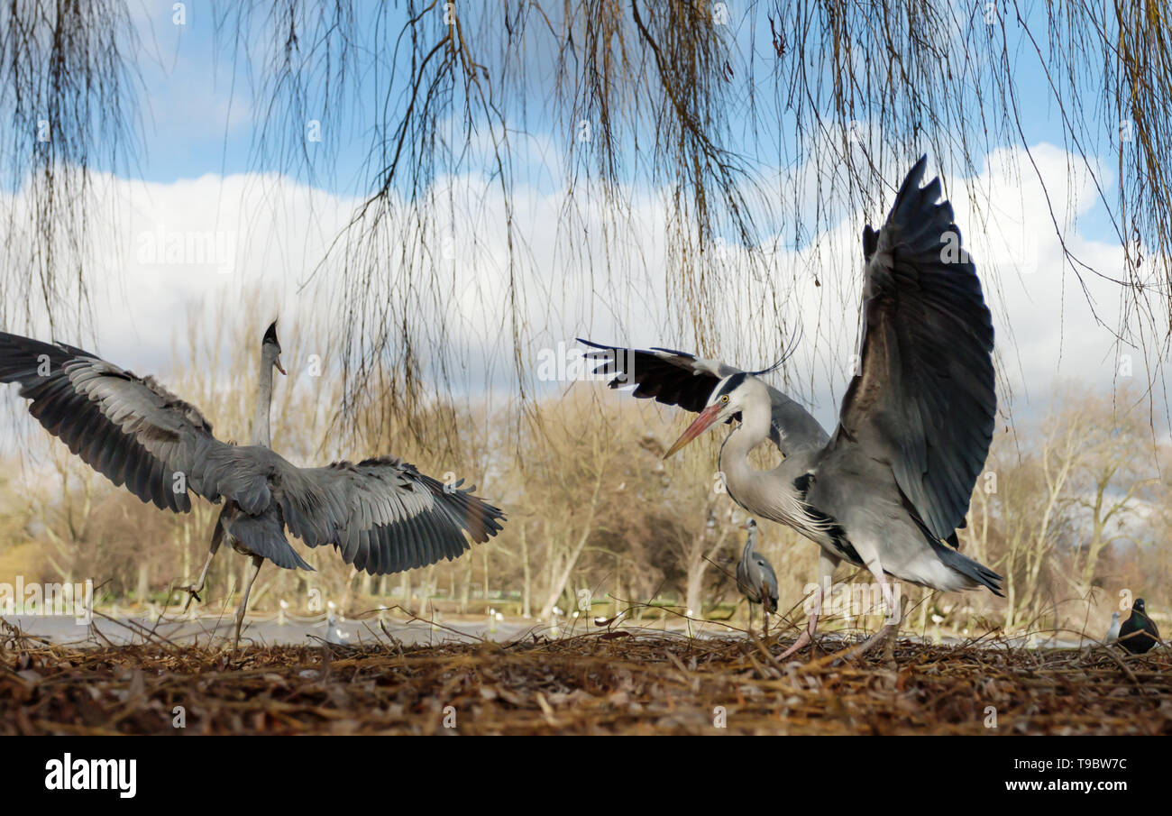 Close-up of a grey herons (Ardea cinerea) with open wings in wetlands, UK. Stock Photo