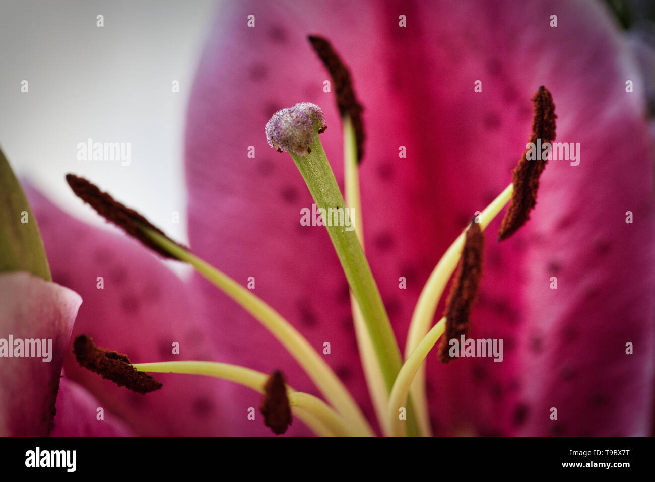Pink lily flower close up Lilium sp. 03 Stock Photo Alamy