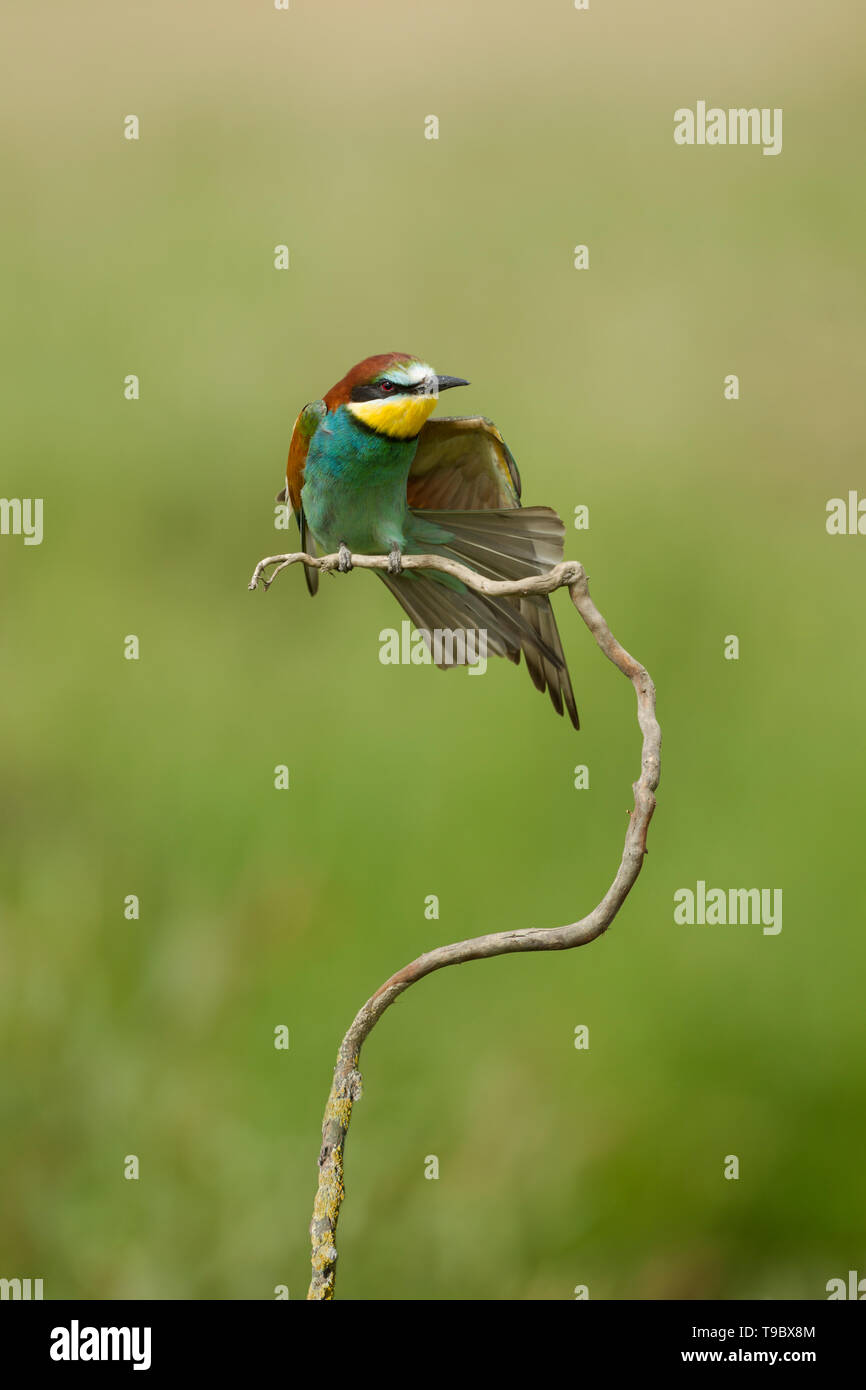 European bee-eater, Latin name Merops apiaster, perched on a branch in warm lighting with wing and tail feathers spread out Stock Photo