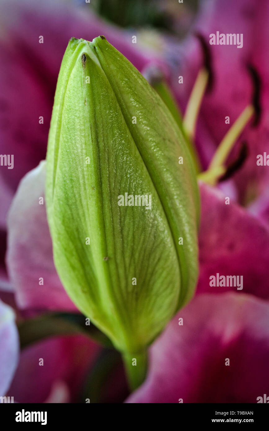 Pink lily flower bud close up Lilium sp. 01 Stock Photo Alamy