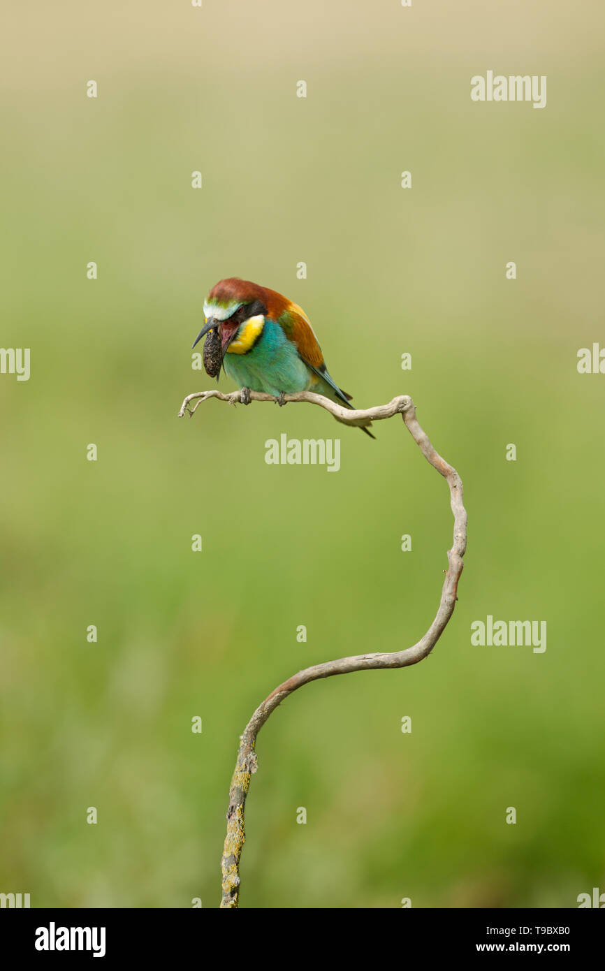 European bee-eater, Latin name Merops apiaster, perched on a branch while ejecting a pellet of insect remains Stock Photo