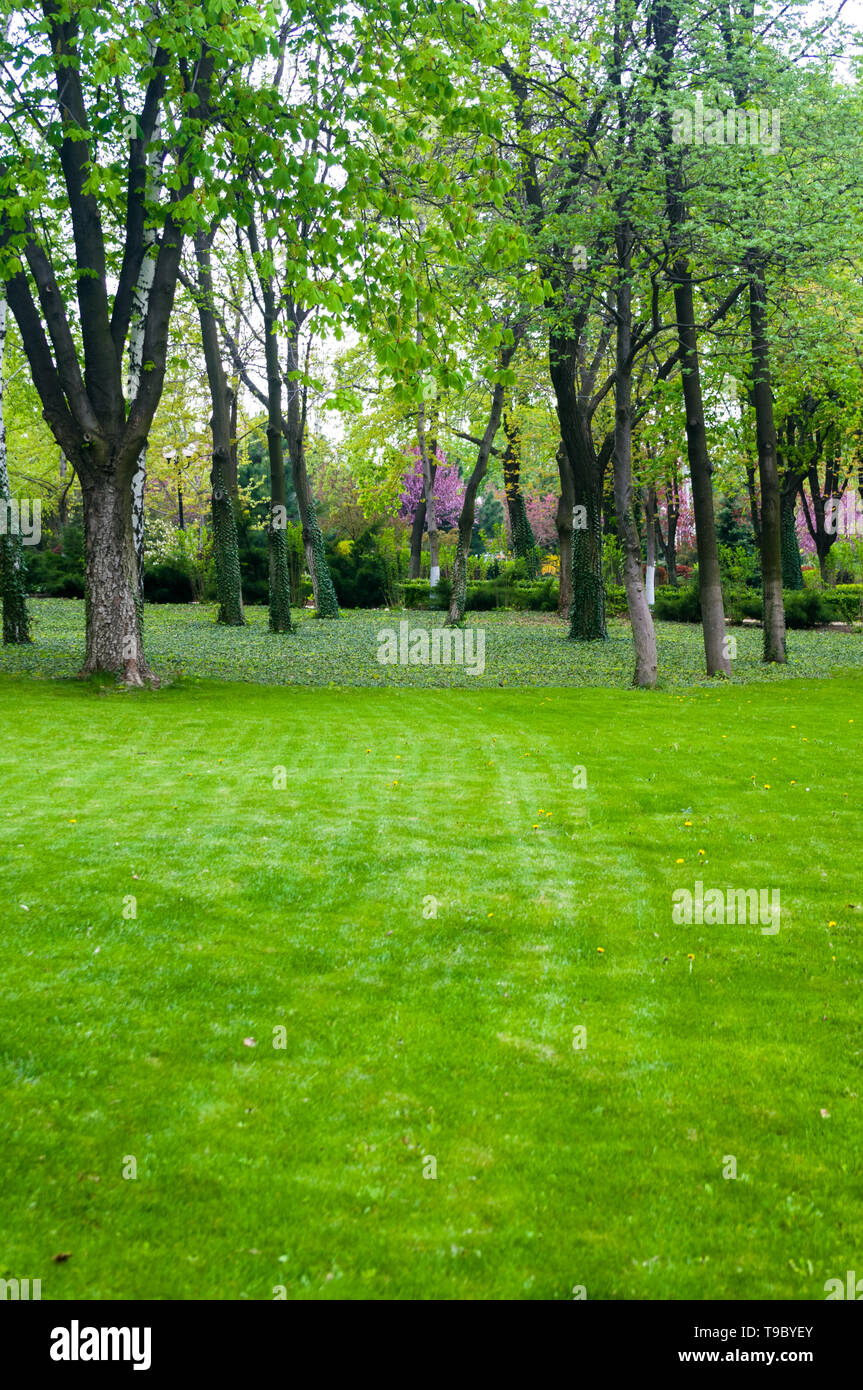 spring city Park - blooming flower and trees, bright green grass ...