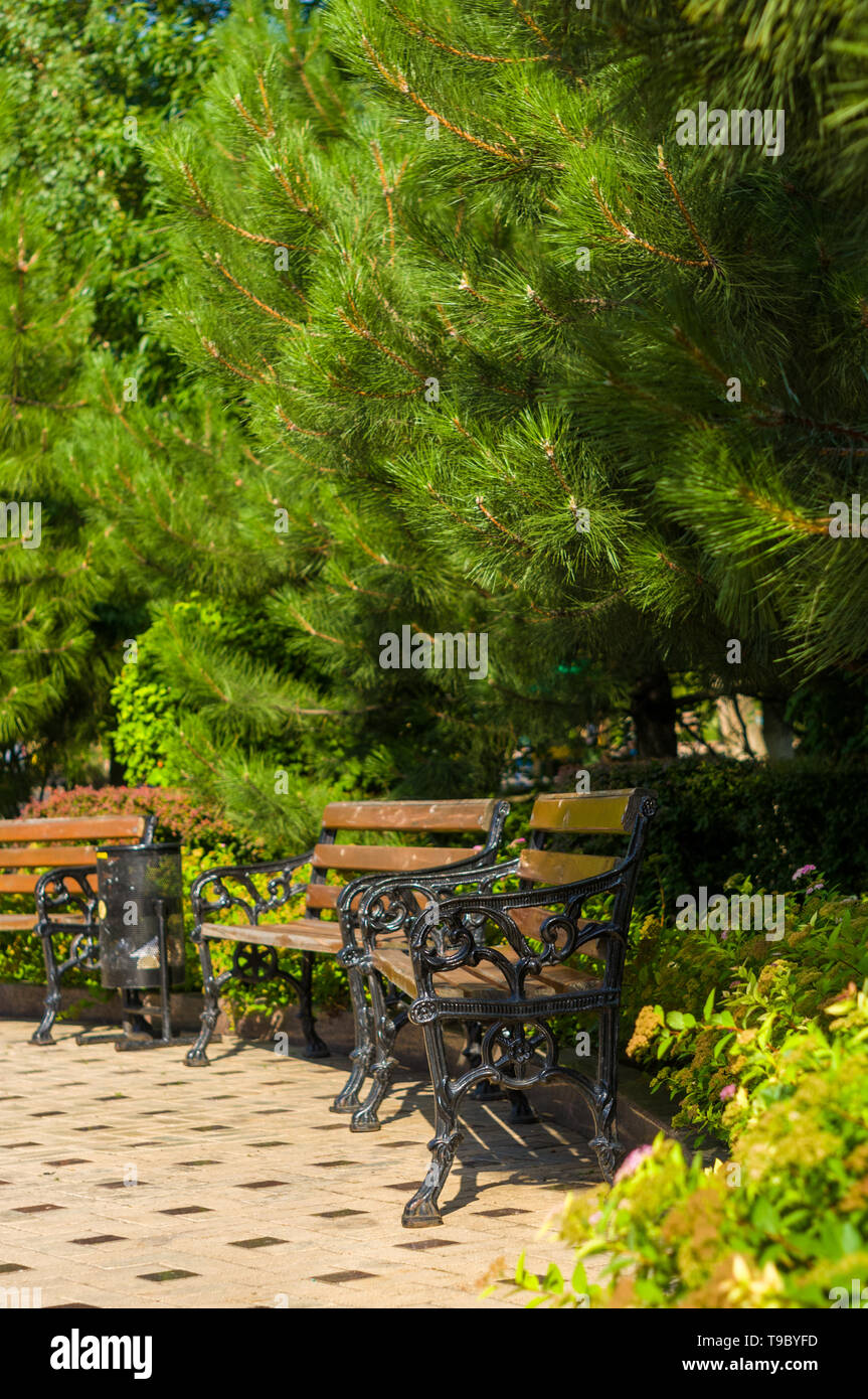 Early Summer Landscape Old Park Benches Trees Bright Green