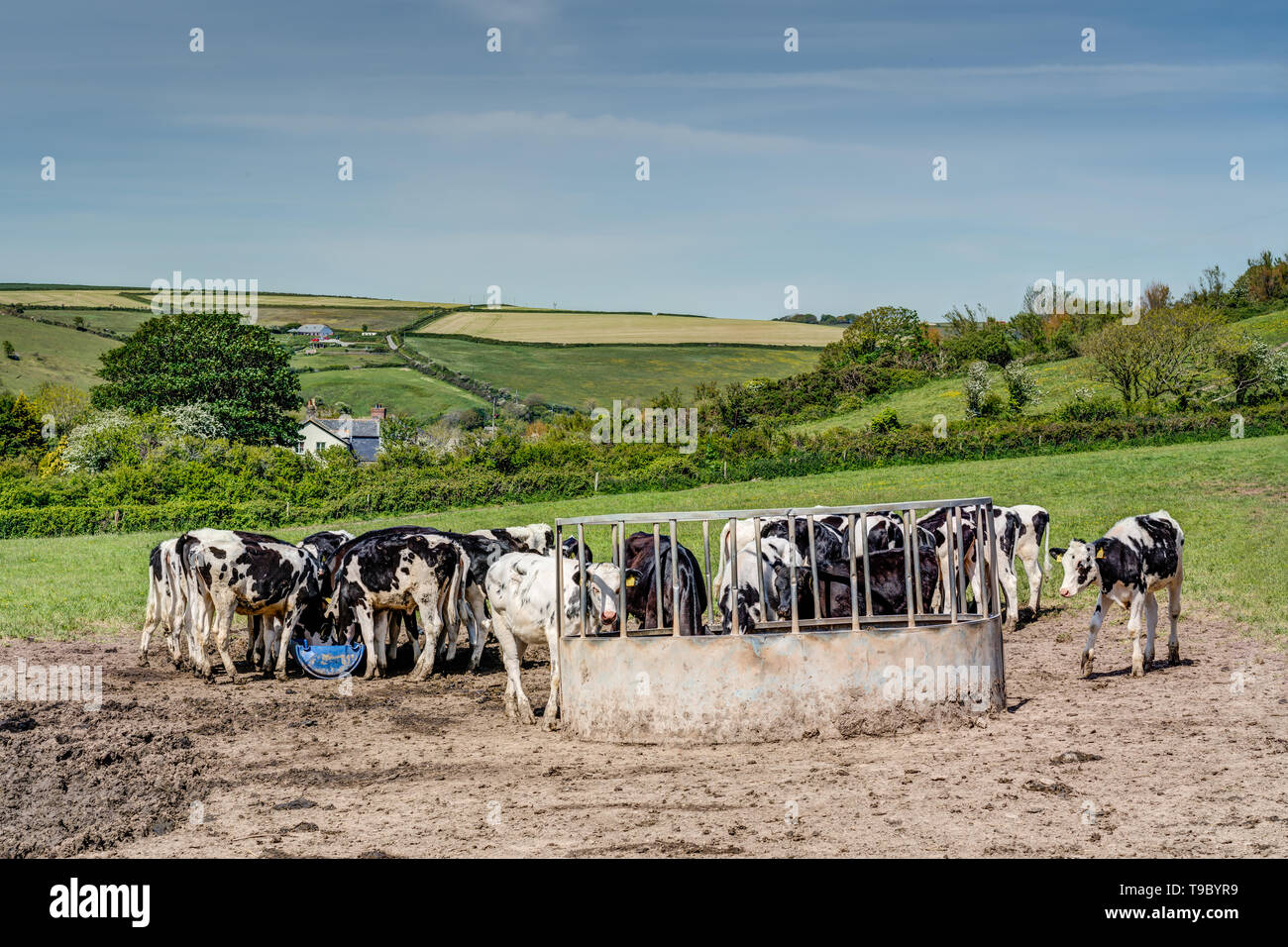 A farmland scene on Rame Head, Cornwall, it shows a good number of