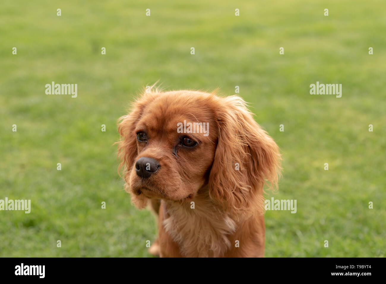 ruby cavalier king charles spaniel puppy