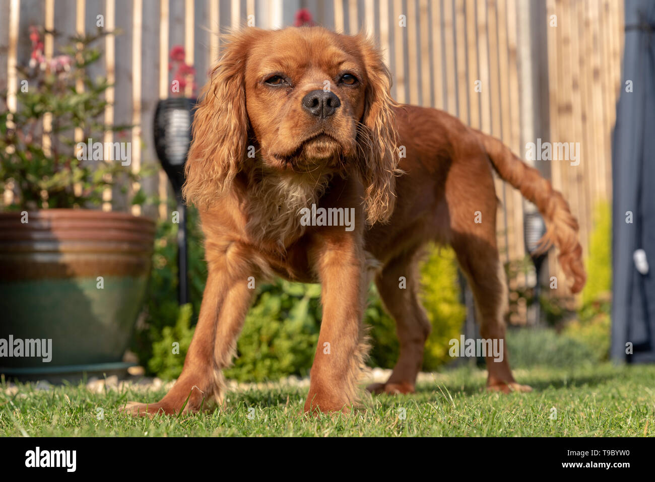 A closeup profile shot of a single isolated ruby Cavalier King Charles  Spaniel Stock Photo - Alamy