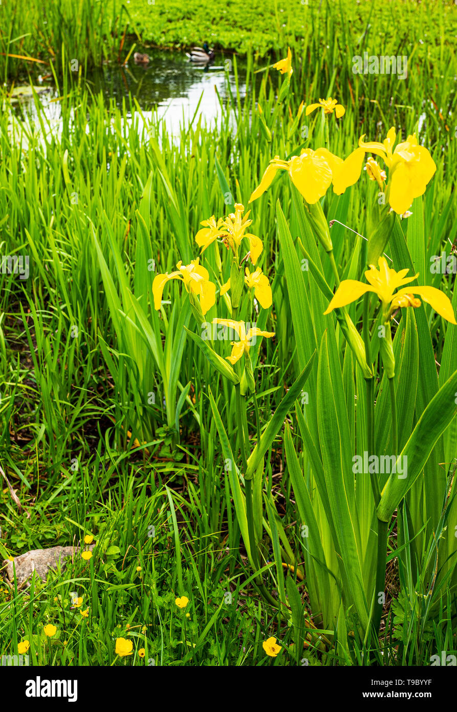 Yellow Flag Iris by a pond May 2019 Stock Photo