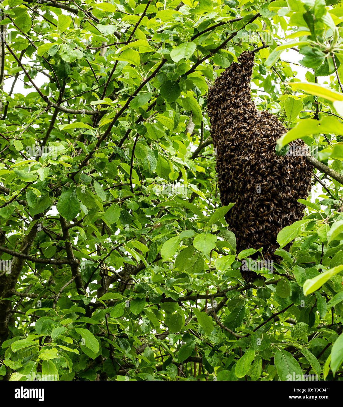 Swarming bees Stock Photo