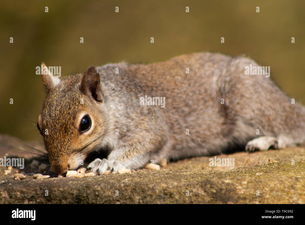 Squirrel Stock Photo