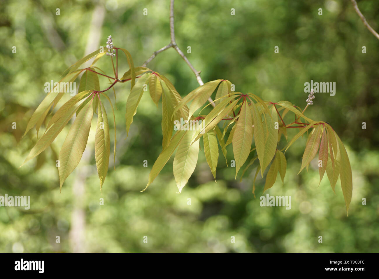 Aesculus indica at Clyne gardens, Swansea, Wales, UK. Stock Photo