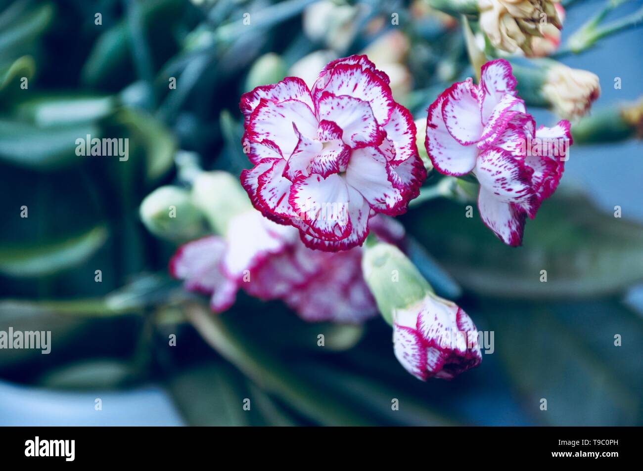 redwhite carnation in bloom Stock Photo Alamy