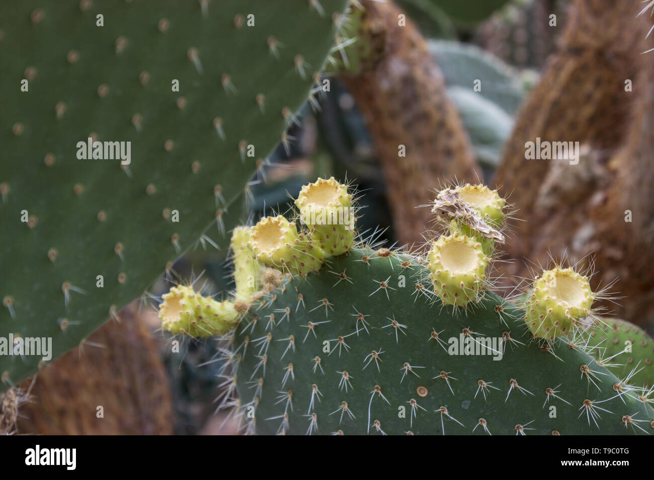 Detail of big cactus - opuntia humifusa in botanical garden Stock Photo