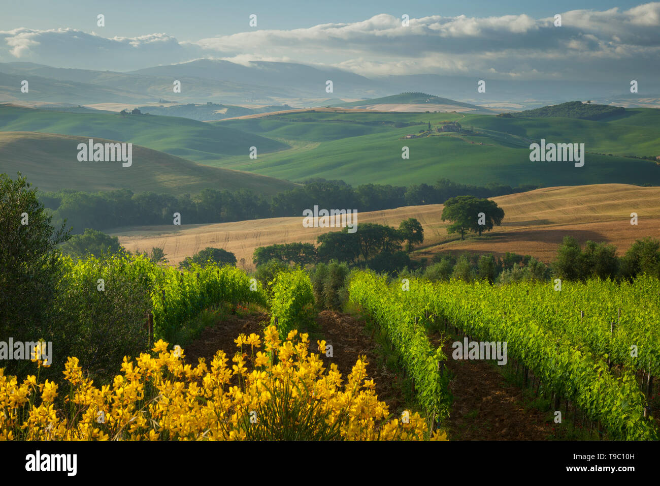 Hazy morning over the Tuscan countryside near San Quirico d'Orcia, Tusacny Italy Stock Photo