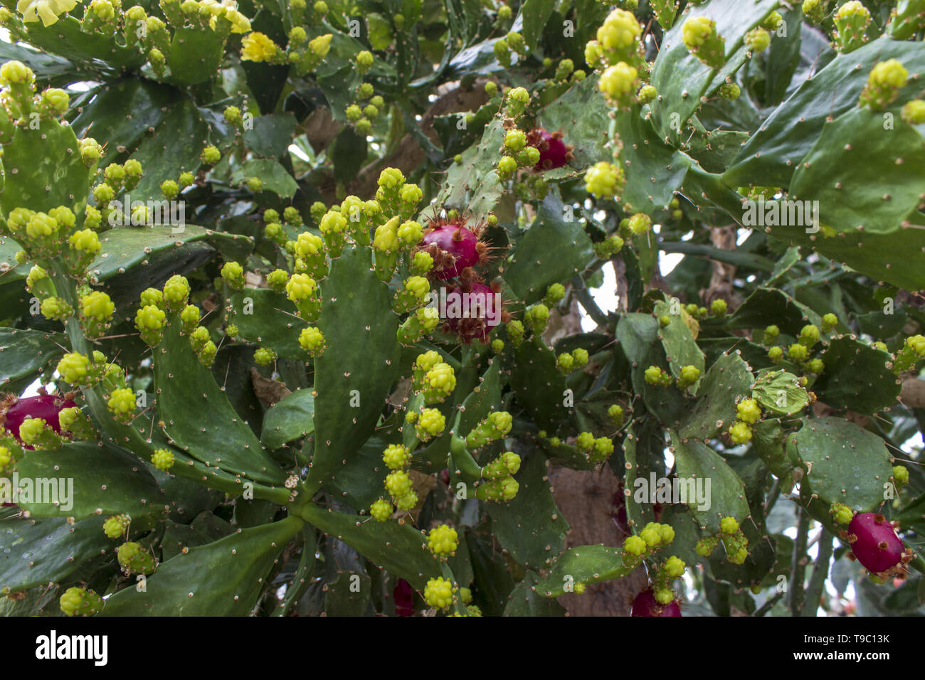 Detail of big cactus - opuntia yellow red in botanical garden Stock Photo