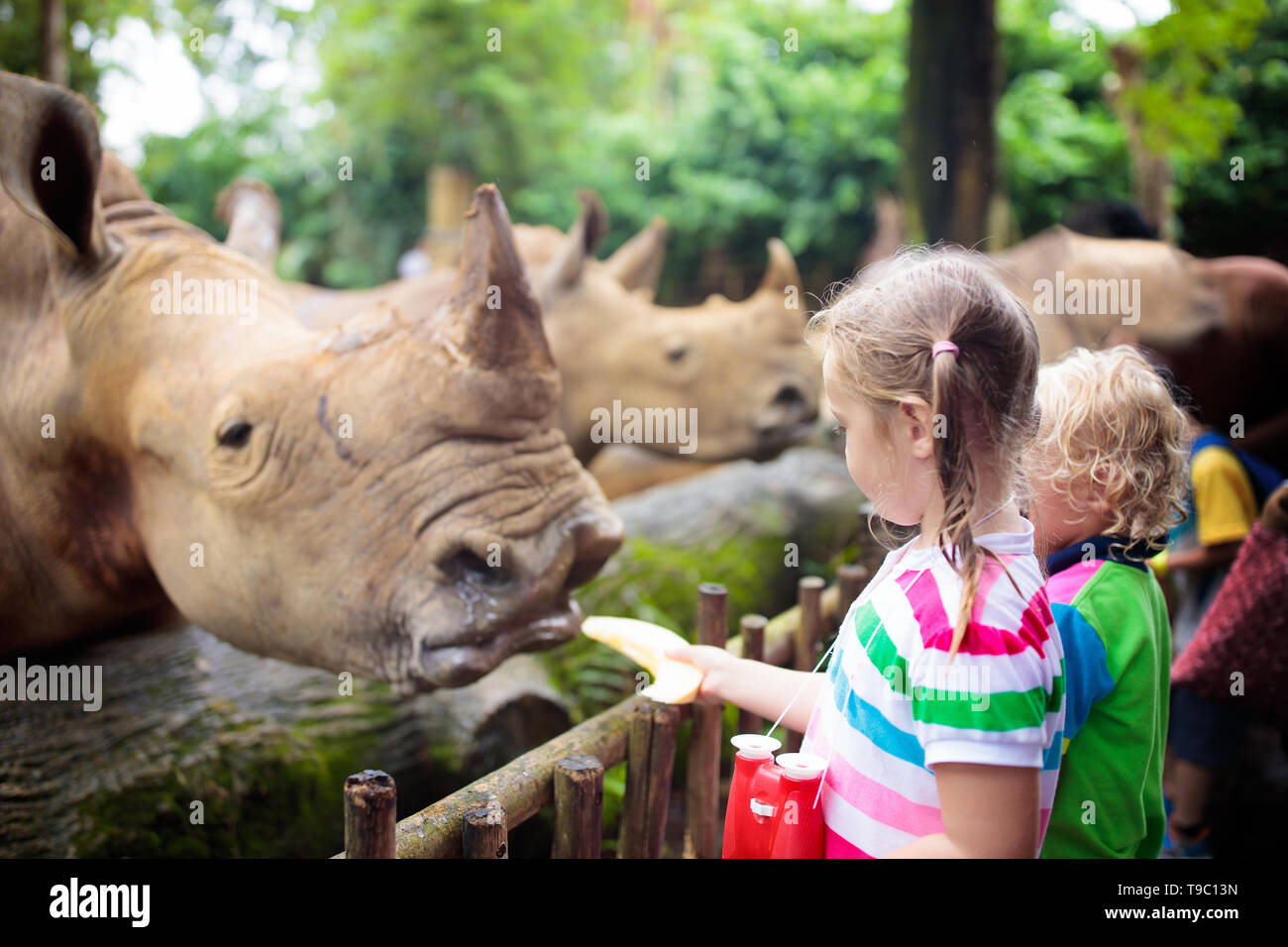 Family feeding rhino in zoo. Children feed rhinoceros in tropical