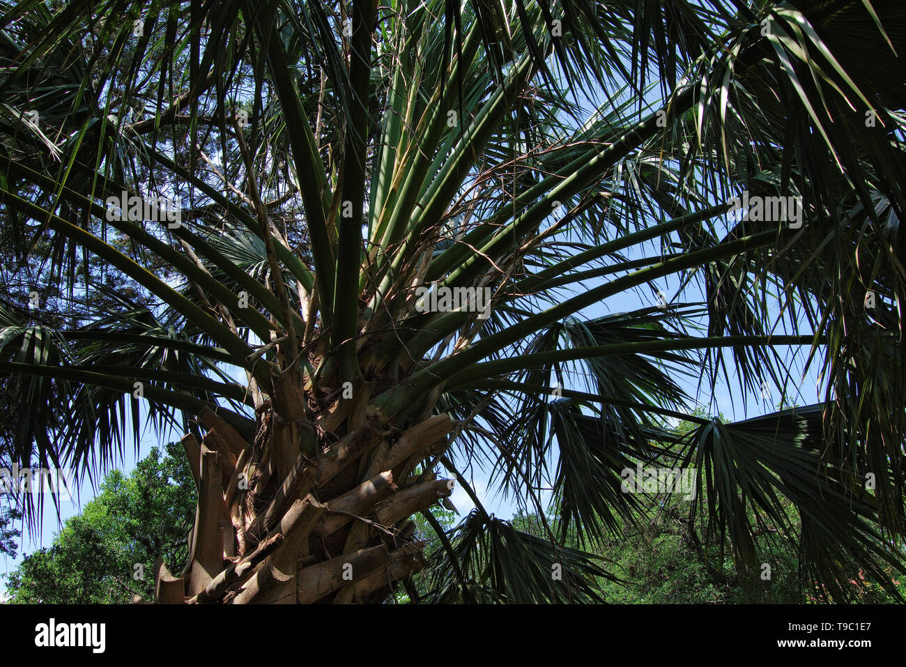 Palmetto tree hires stock photography and images Alamy