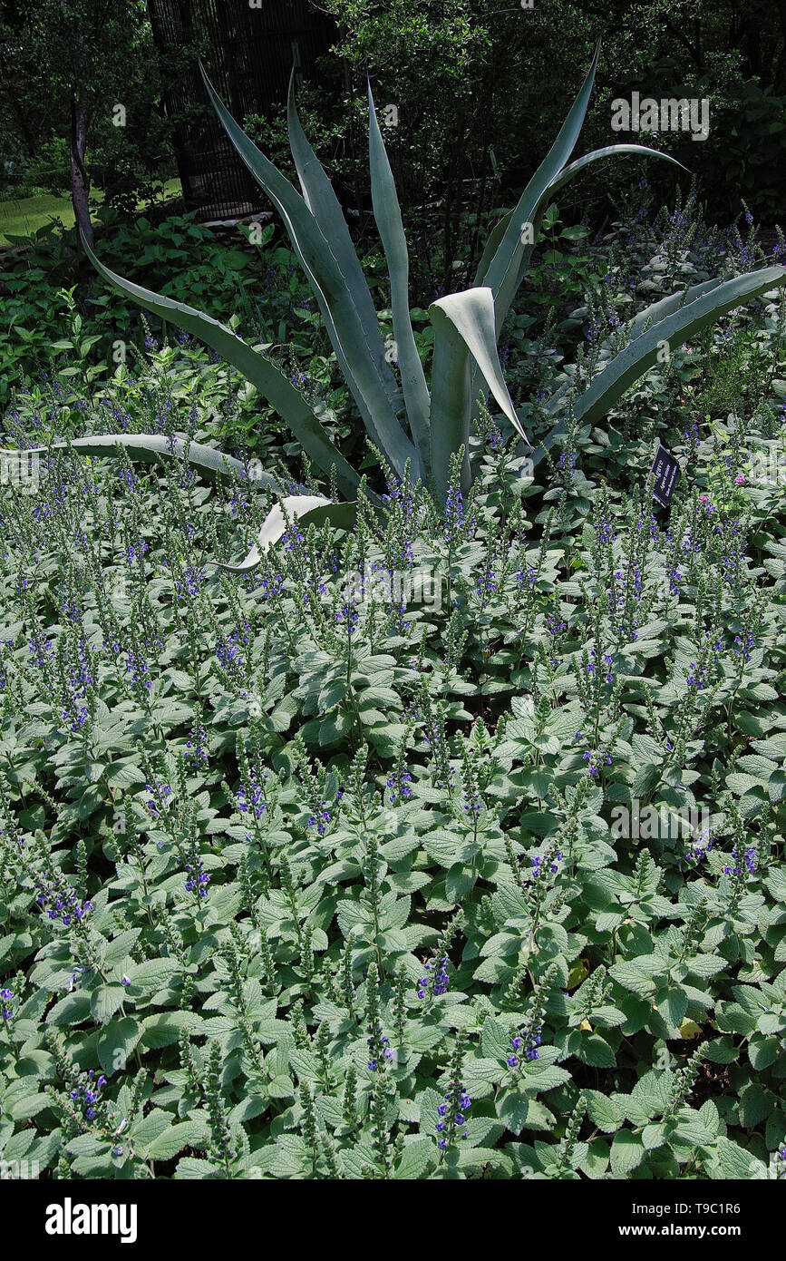 agave is it good for you Agave 'Blue Flame' main image 1