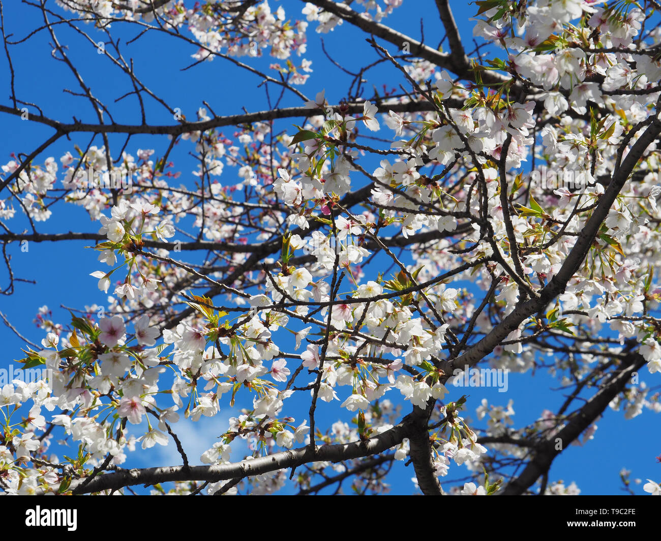 Tokio kirsche hi-res stock photography and images - Alamy