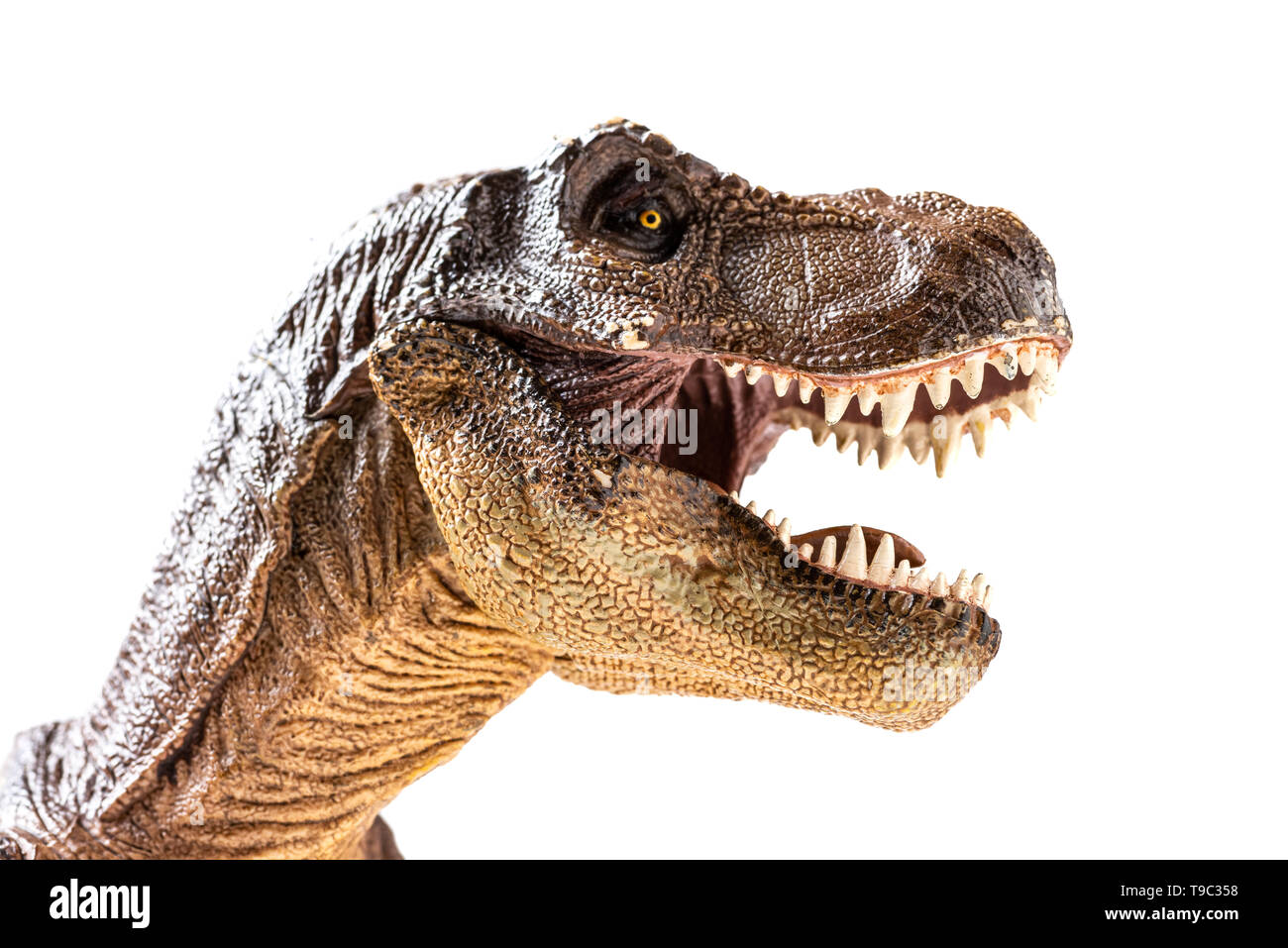 T Rex Head Profile T Rex Head Profile