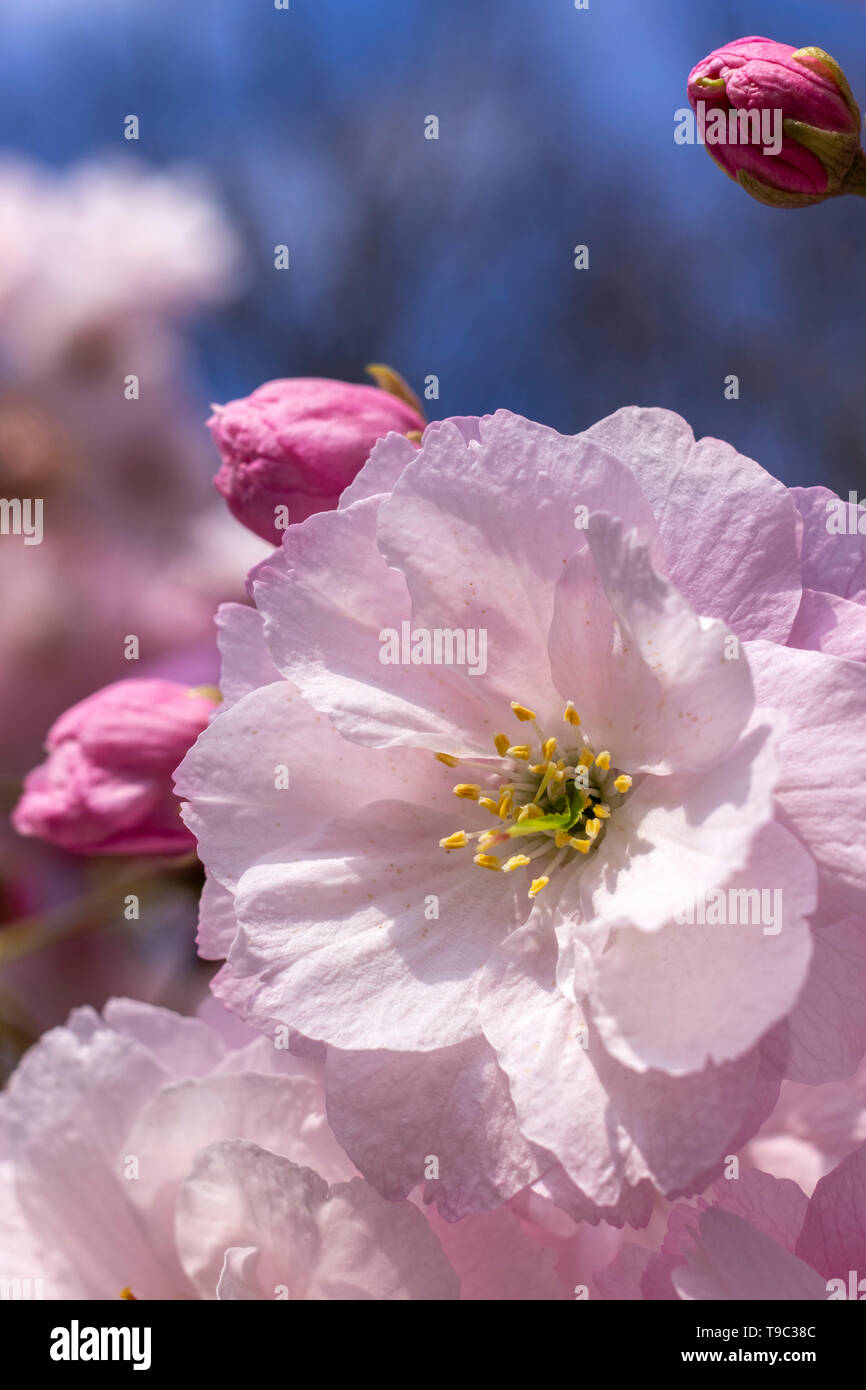 Cherry blossoms Stock Photo