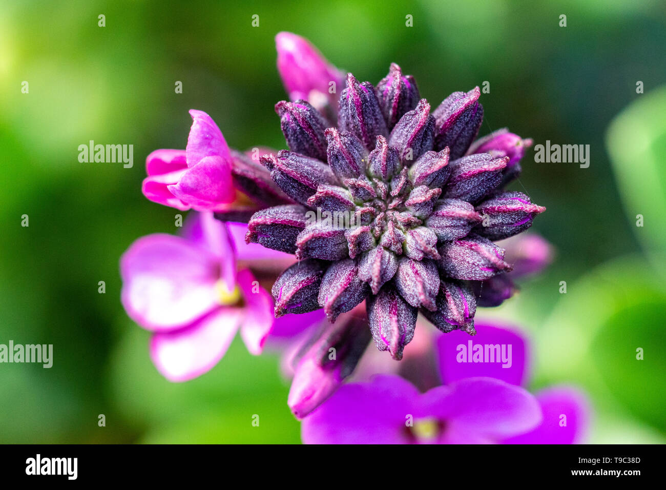 Vibrant colorful flower hi-res stock photography and images - Alamy