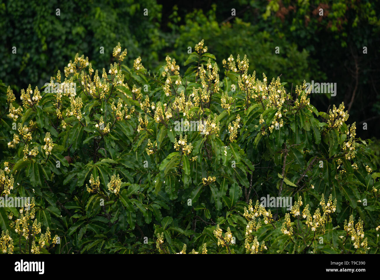 Brazil nut tree (Bertholletia excelsa) canopy during the flowering season Stock Photo