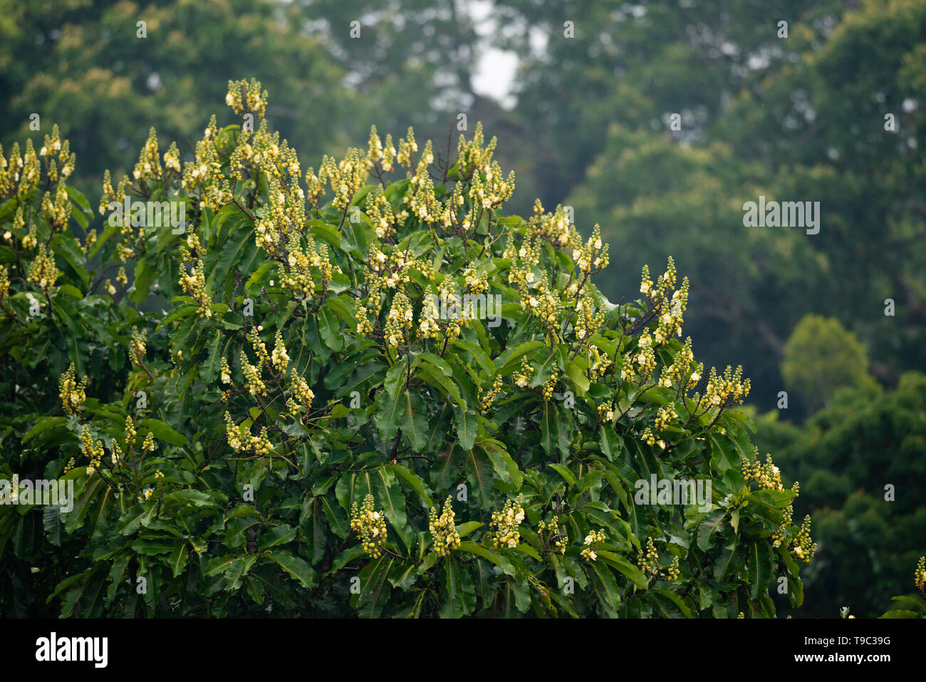 Brazil nut tree (Bertholletia excelsa) canopy during the flowering season Stock Photo