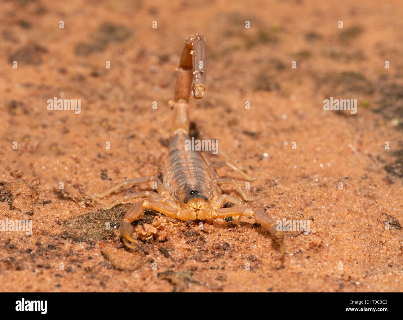 Front view of a Striped Bark Scorpion with his stinger raised over his back, ready for an attack Stock Photo