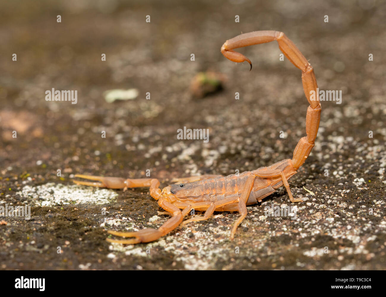 Side view of a Striped Bark Scorpion with his stinger over his back, ready to be used Stock Photo