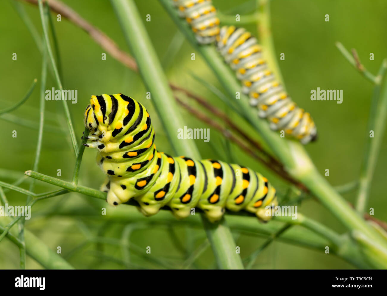Last, fifth instar of a Black Swallowtail butterfly caterpillar eating a fennel stem, with two fourth instars in the background on the same plant Stock Photo