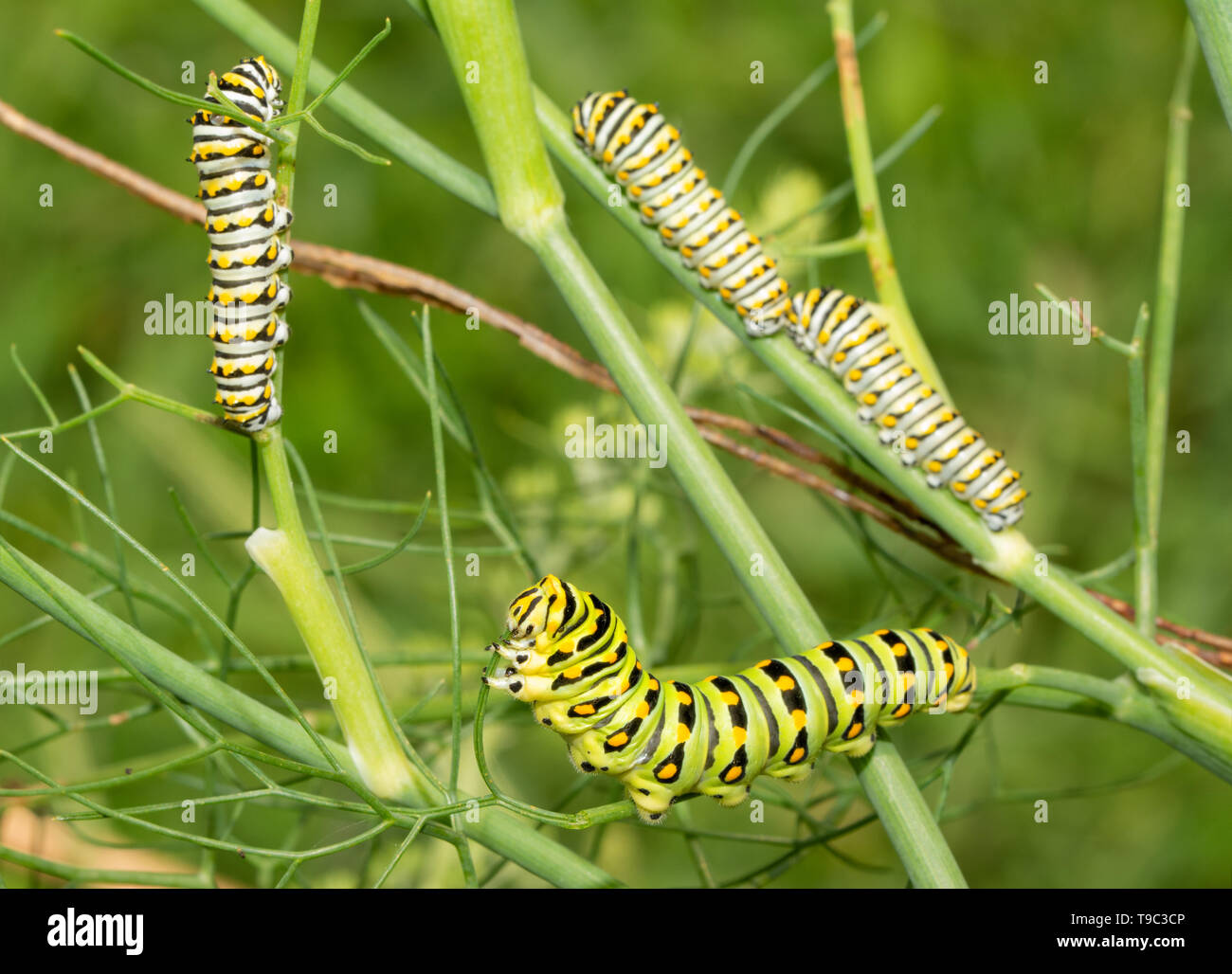 Green, yellow and black striped fifth instar of an Eastern Black Swallowtail butterfly caterpillar feeding on a fennel, with three fourth instars on t Stock Photo