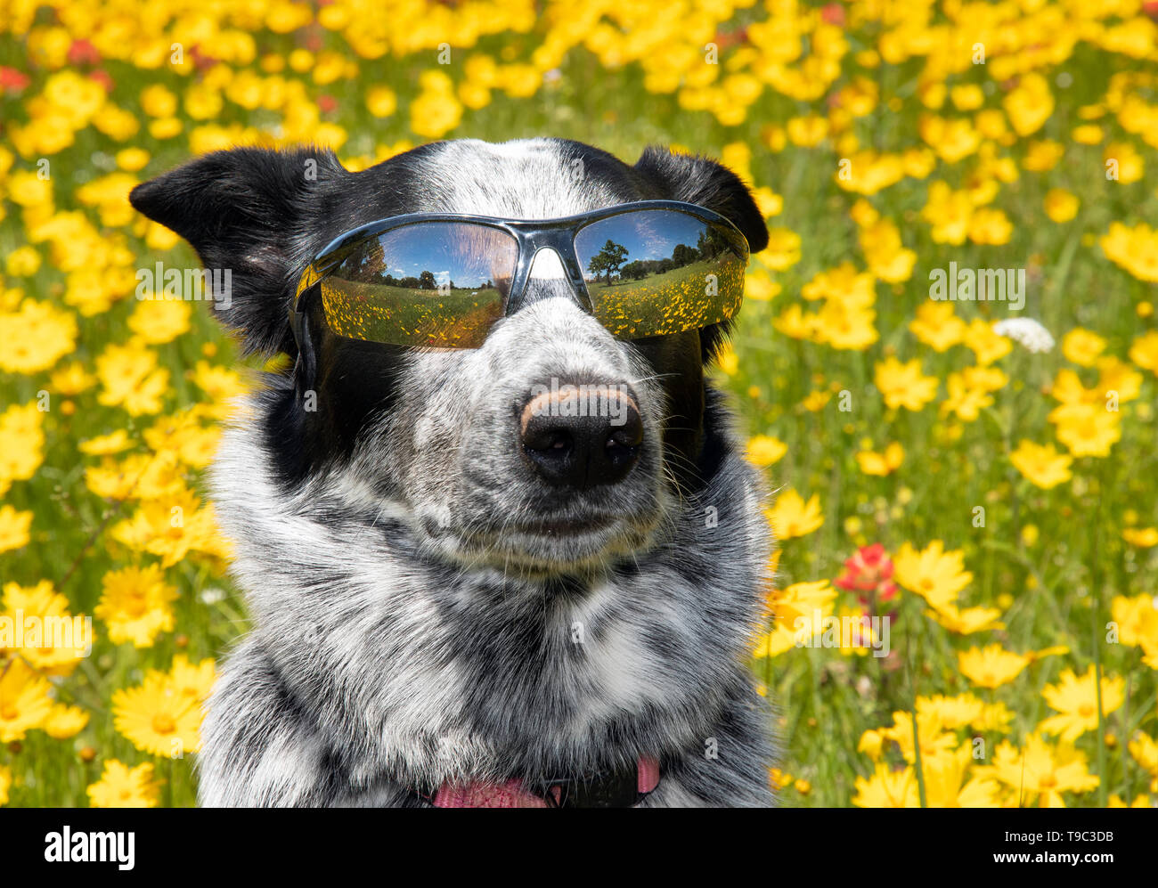 Cool black and white dog wearing shades on a sunny day, with a bright yellow spring flower background Stock Photo