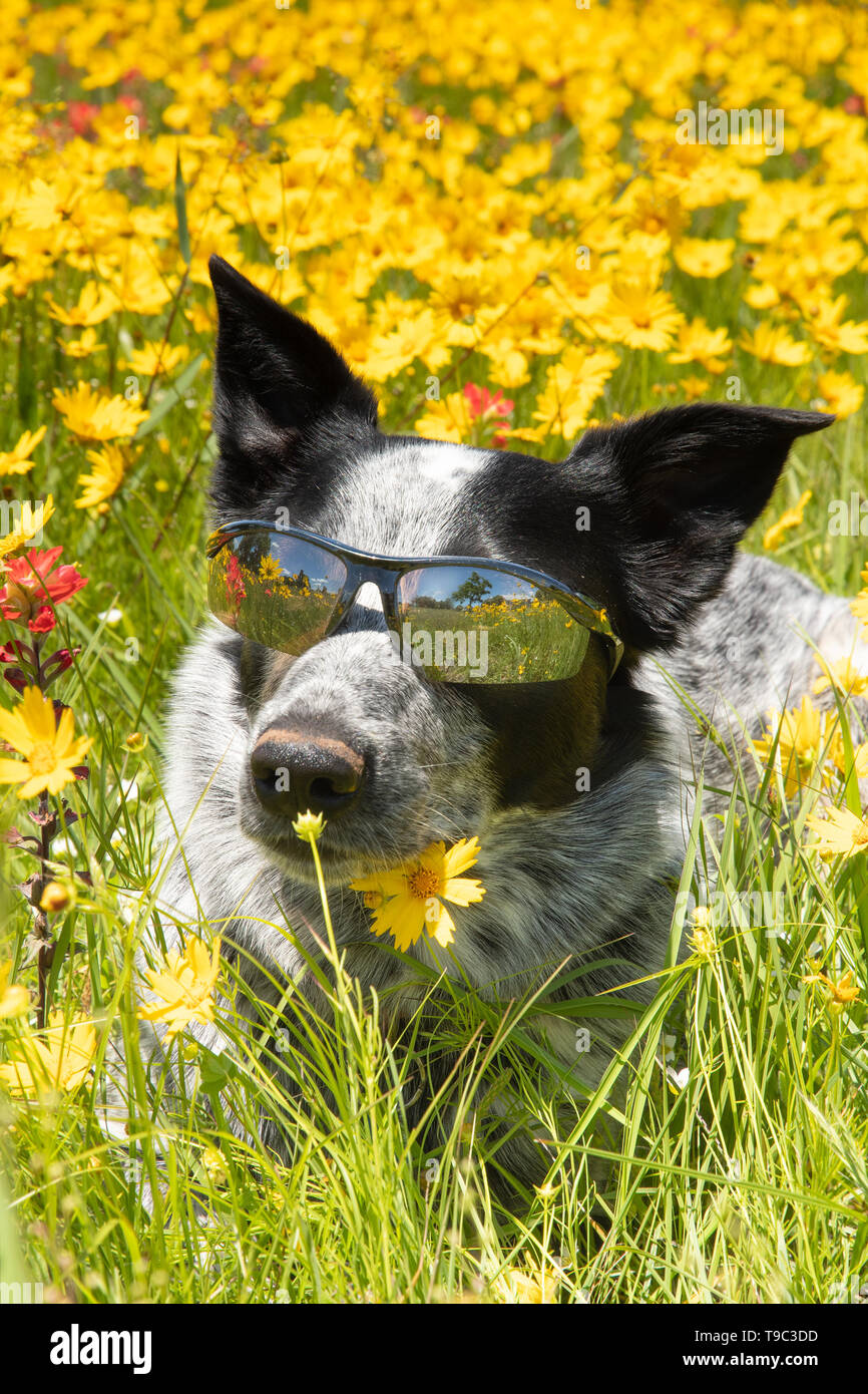 Happy black and white dog lying on a flowery meadow in spring sunshine ...