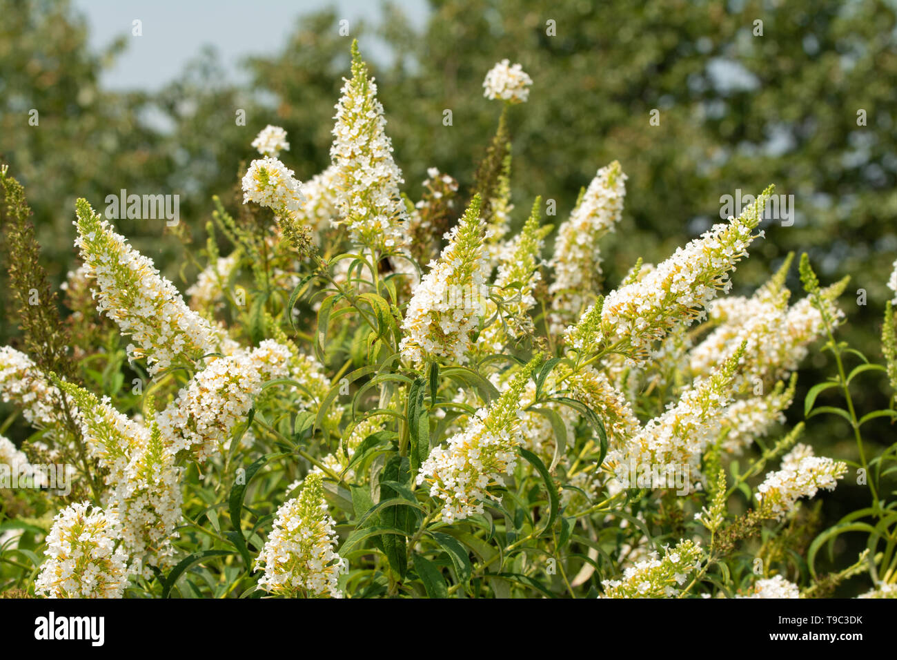 Butterfly bush, Buddleia davidii, full of white flower clusters in summer garden Stock Photo