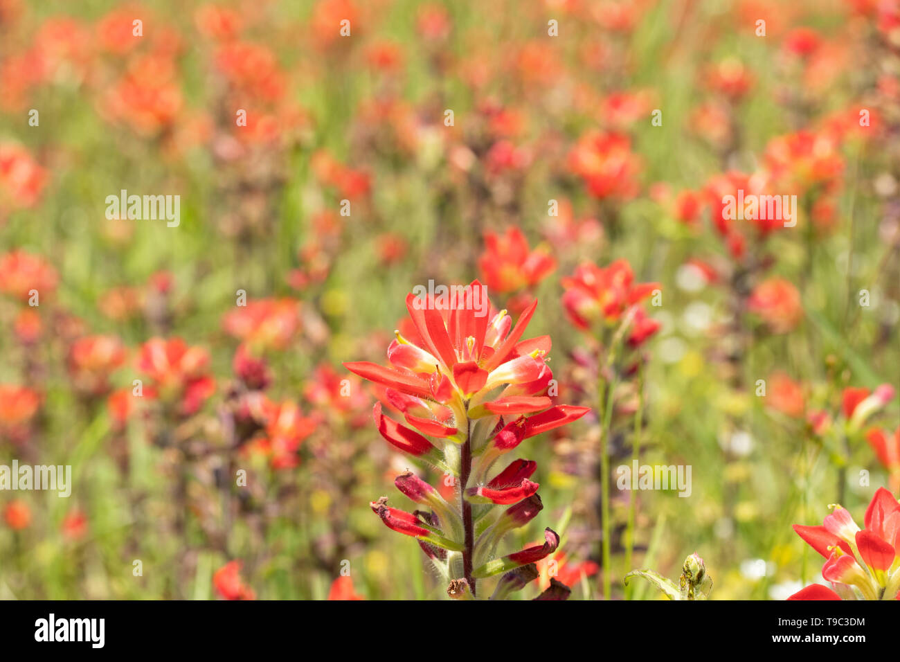 Castilleja indivisa, Texas Indian Paintbrush flower on a sunny spring meadow Stock Photo