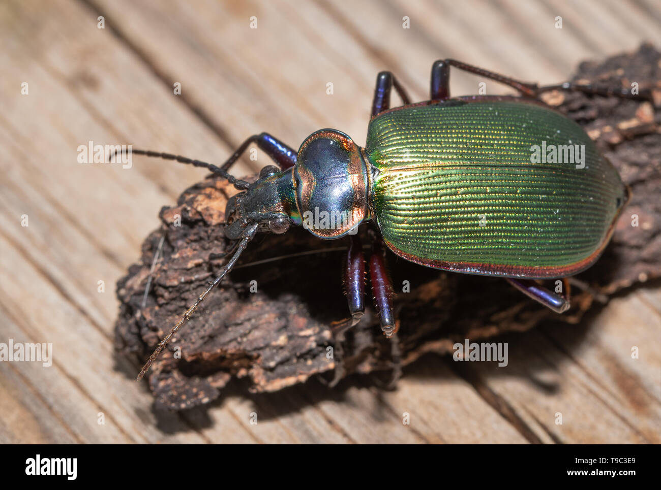 Shiny Fiery Searcher, a caterpillar hunting predatory beetle Stock Photo
