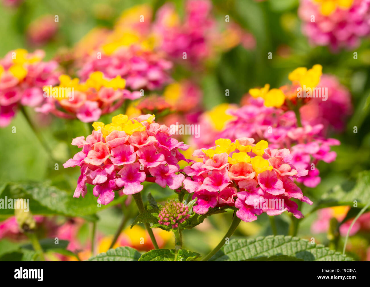 Closeup of bright, colorful Lantana flower clusters Stock Photo