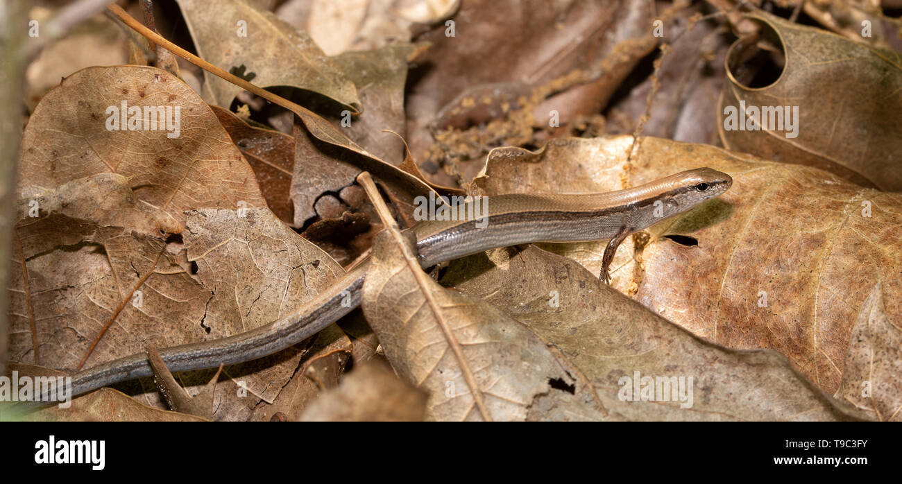Little Brown Skink camouflaged on dead oak leaves in spring Stock Photo