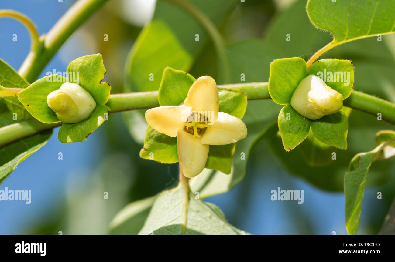 Wild Persimmon High Resolution Stock Photography And Images Alamy
