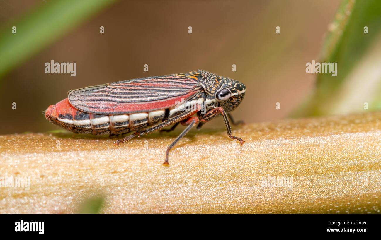 Cuerna costalis, Sharpshooter Leafhopper on milkweed stem Stock Photo