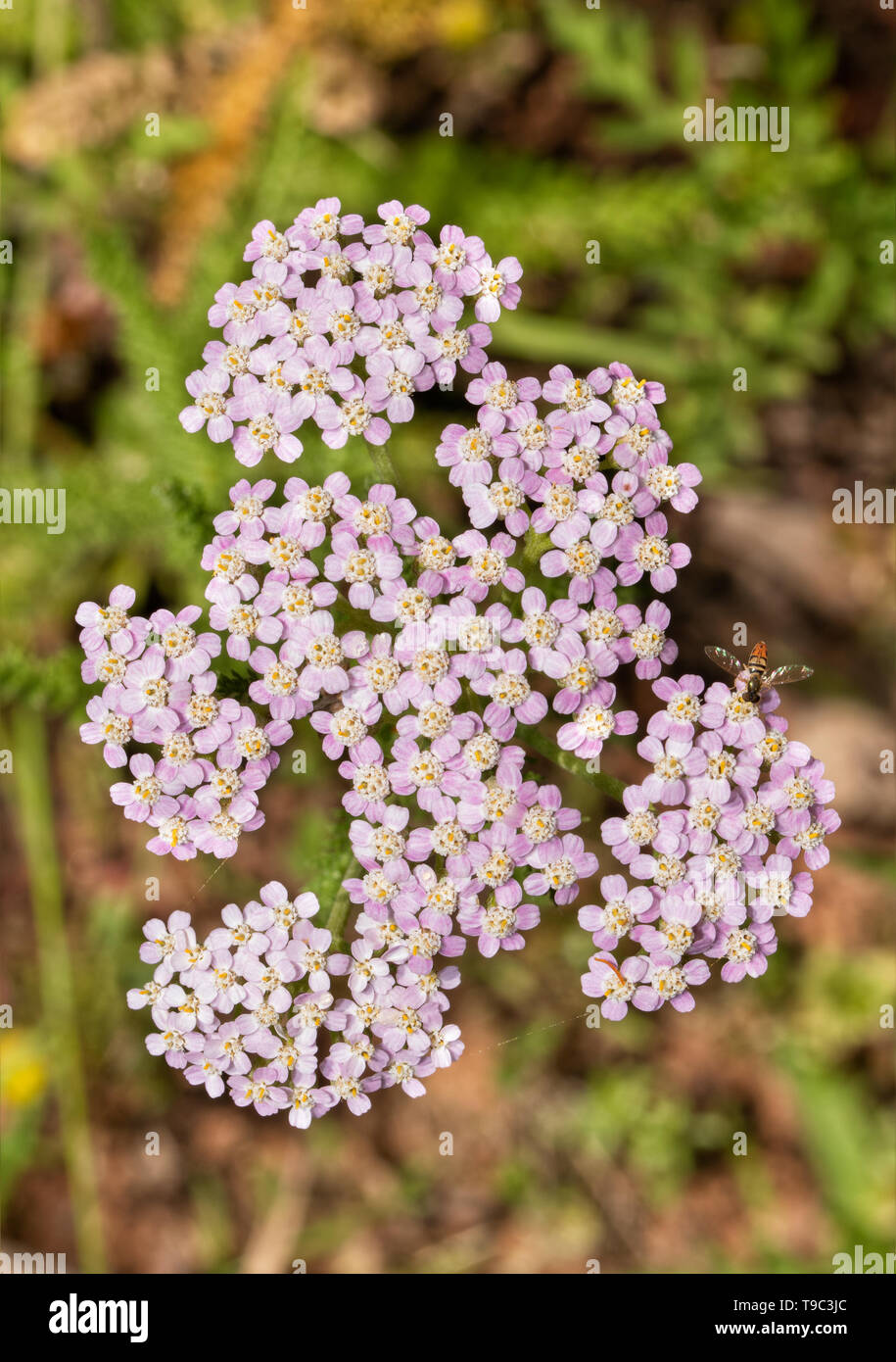 Top view of light pink wild Yarrow flower clusters Stock Photo
