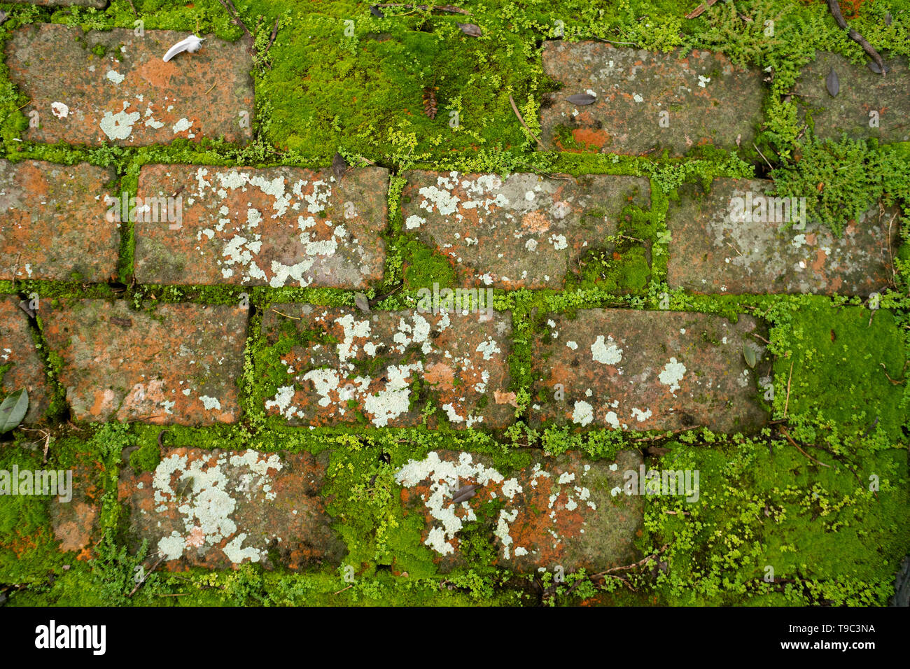 Old brick flooring with moss and lychen growth Stock Photo